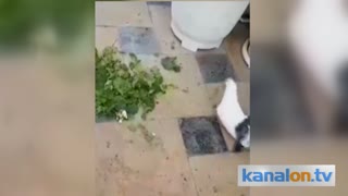 Eşine çiçek götüren kuş