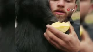 Rizeli çobanın armuduna ortak olan keçiler