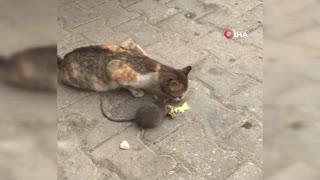 Kedi ile farenin peynir dostluğu kamerada