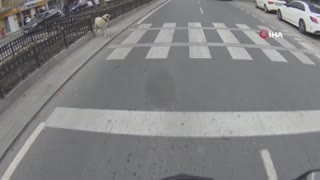 Yaya geçidini kullanan köpek kamerada
