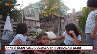 Annesi ölen kuzu çocuklarının arkadaşı oldu