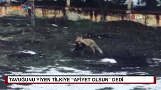 Tavuğunu yiyen tilkiye “afiyet olsun“ dedi