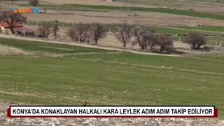 Konya’da konaklayan halkalı kara leylek adım adım takip ediliyor 