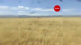 Kanadalı paraşütçü tarlaya indi, çiftçinin sözleri güldürdü