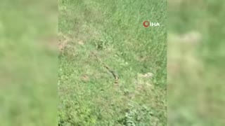Yılanların dansı kamerada