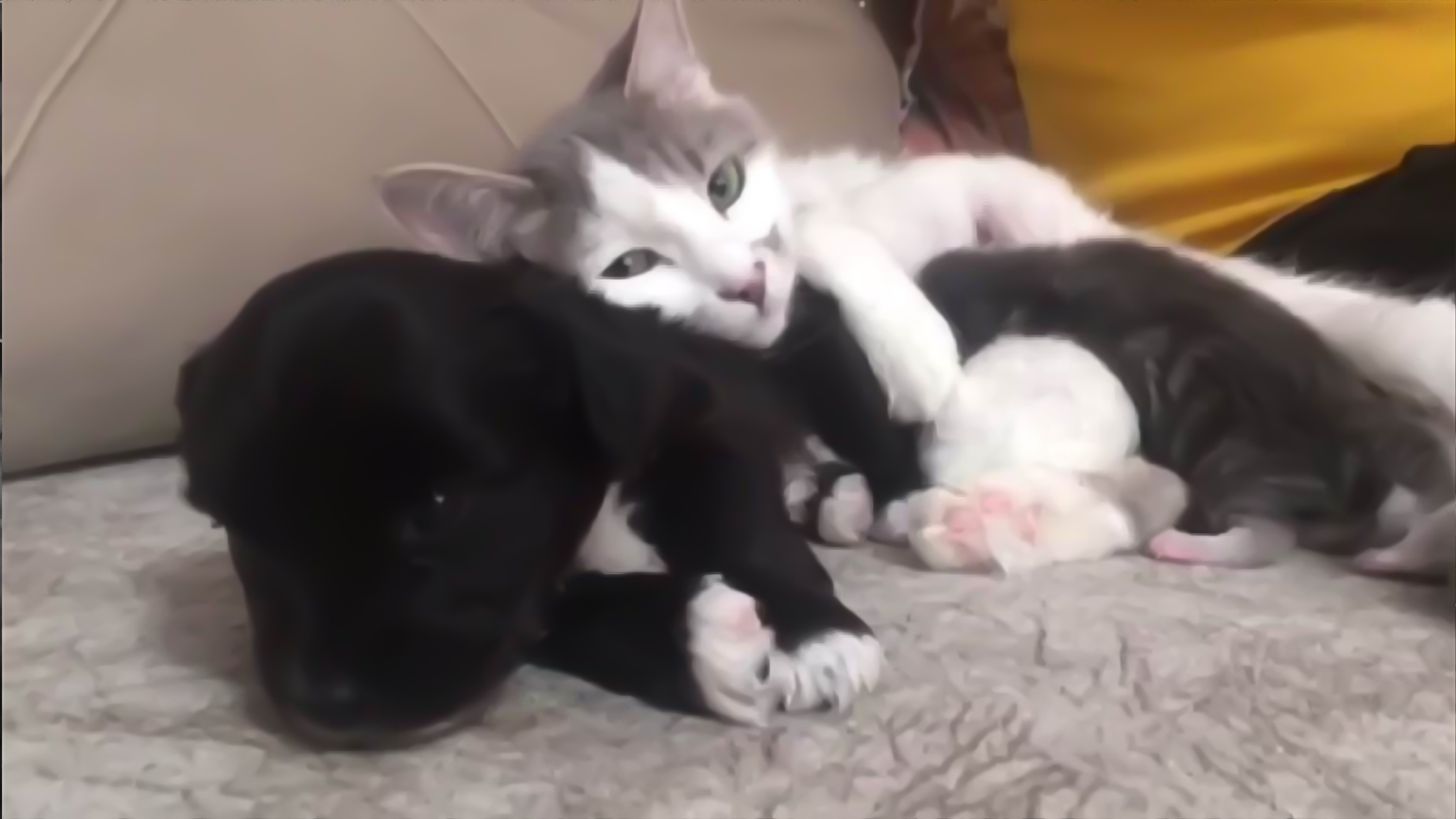 Yavru köpeğe annelik yapan kedi