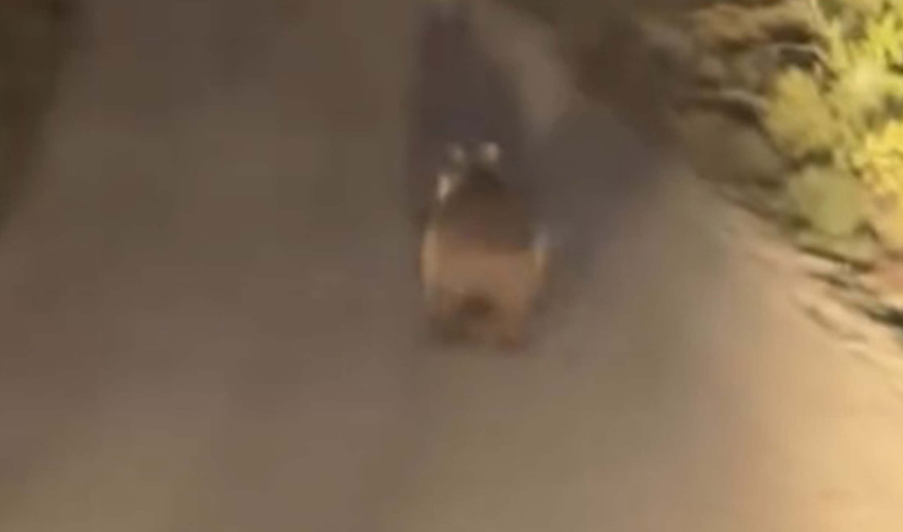 Köy yoluna inen ayı cep telefonu kamerasında