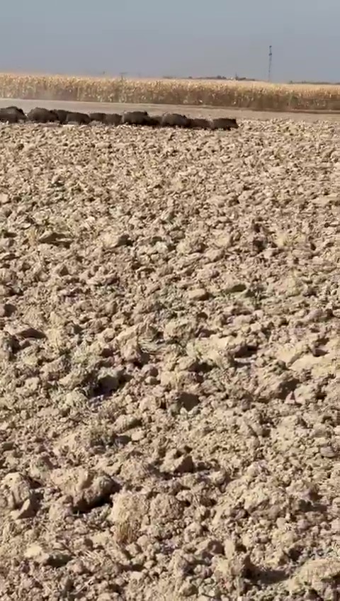 Konya’daki bir ilçede “üretim tehlikede’’! Sürü sürü dolaşıyorlar 