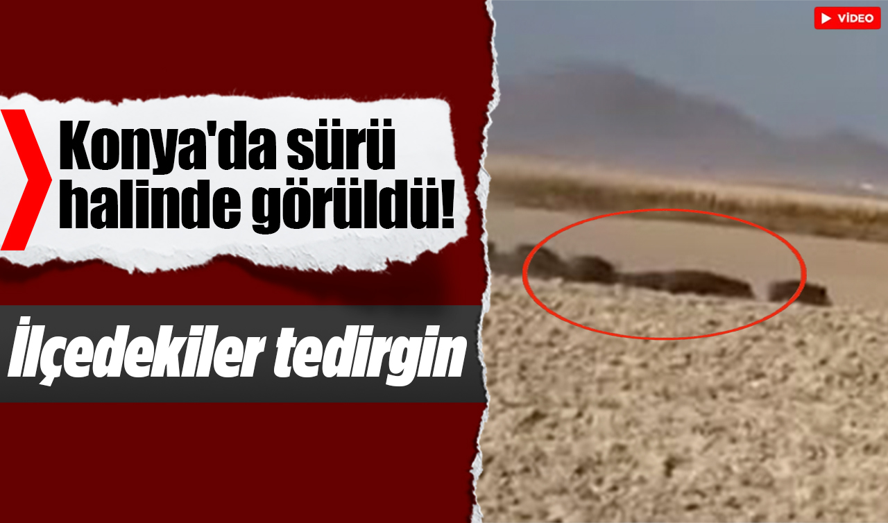 Konya’da sürü halinde görüldü! İlçedekiler tedirgin
