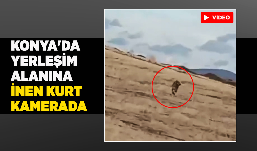 Konya’da yerleşim alanına inen kurt kamerada