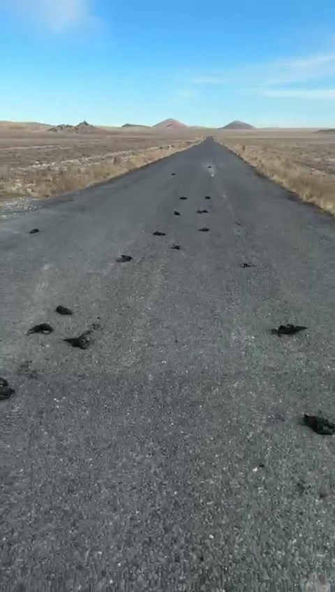 Konya yolunda tedirgin eden görüntü! Sayıları 20’den fazla 