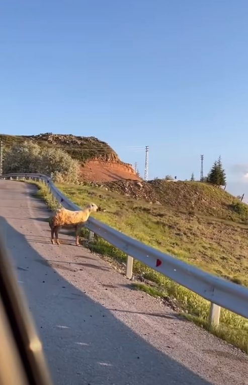 Viral olan koyun! Bayram günü dertli dertli manzarayı izledi
