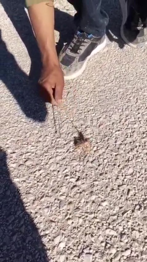 Konyalıların korkulu rüyası! Yol ortasında görüldü 