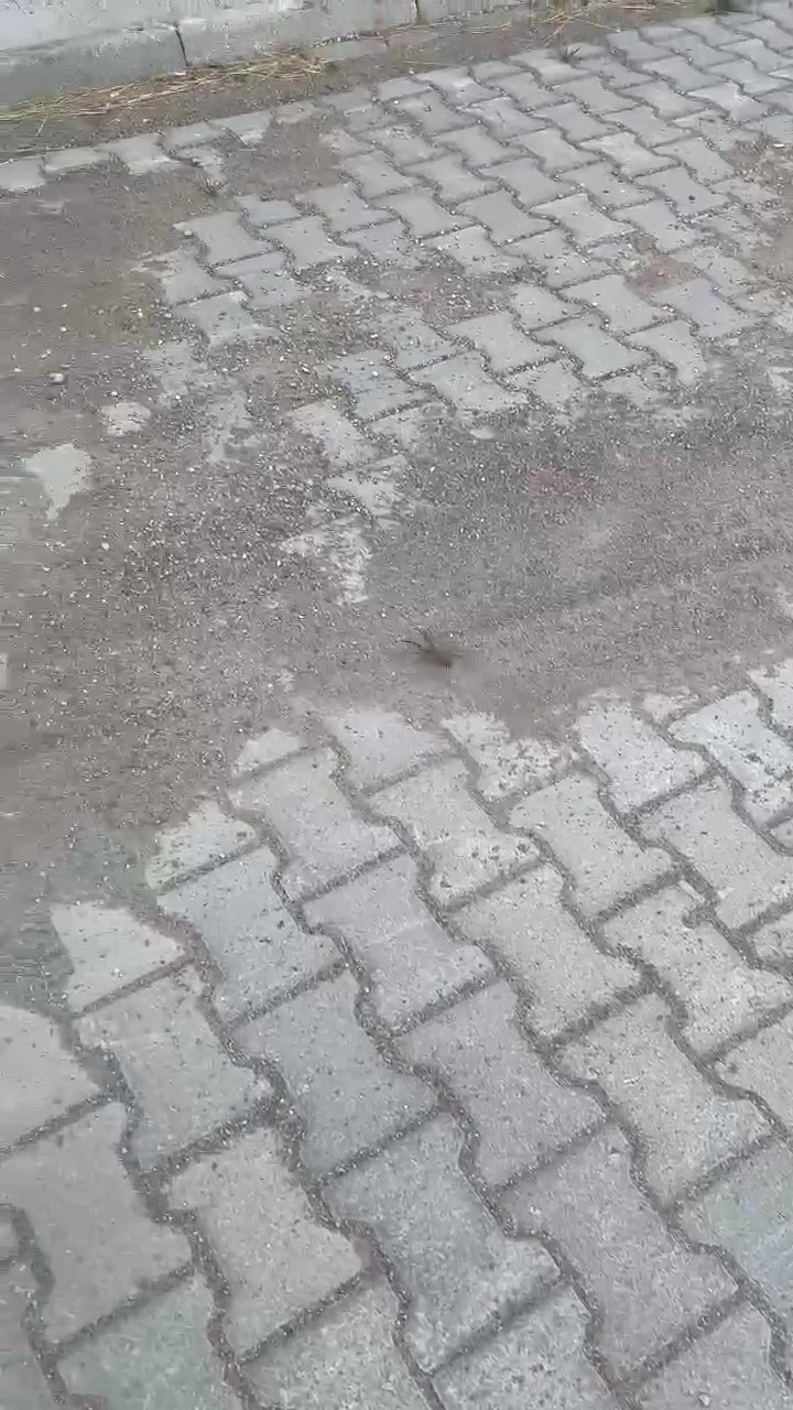 Konya’daki bu mahallede görüldü! Uzmanlardan önemli uyarı 