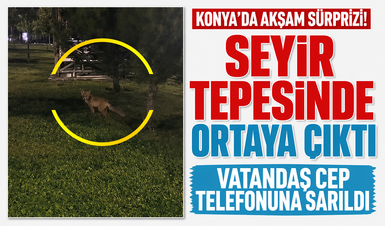 Konya’da akşam sürprizi! Seyir tepesinde ortaya çıktı, vatandaş cep telefonuna sarıldı